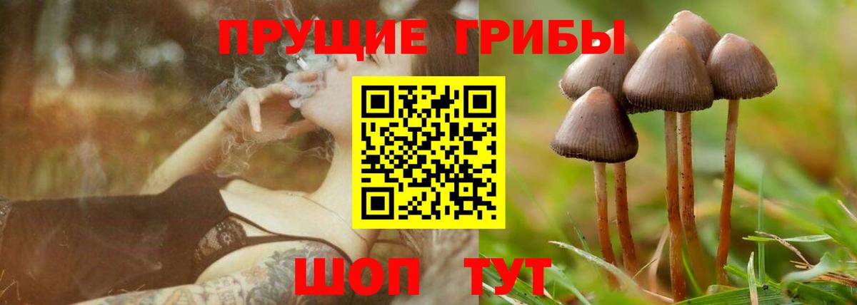 Кингисепп  Псилоцибиновые грибы Psilocybine cubensis  где найти   Вход с VPN  Галлюциногенные грибы MAGIC MUSHROOMS 